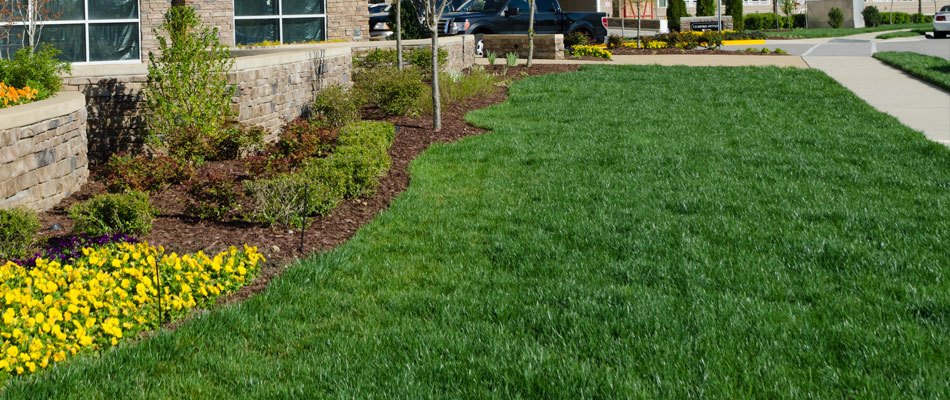 Transform Your Commercial Property’s Green Space in Mason, Ohio: Expert Lawn Fertilization, Weed Control, and Pest Management